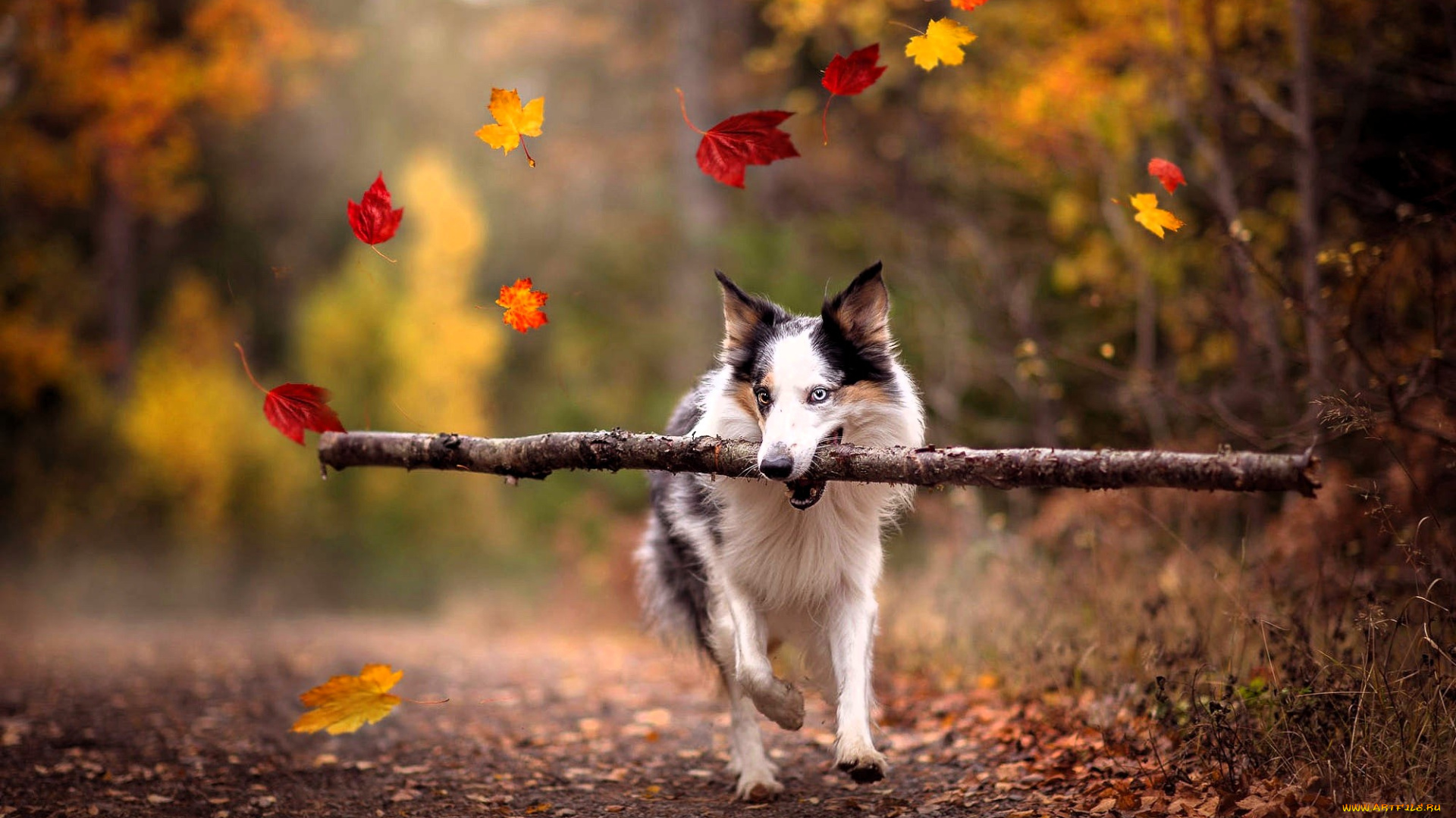 животные, собаки, собака, палка, листья, дорога, осень, деревья, лес