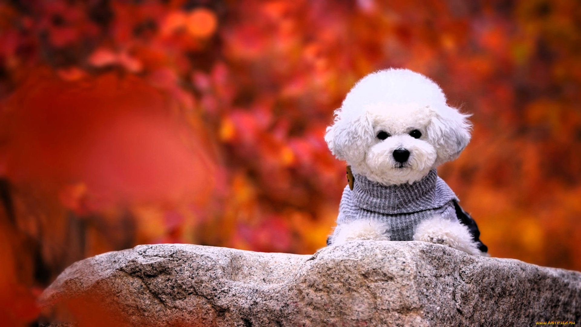 животные, собаки, собака, пудель, белый, осень, камень
