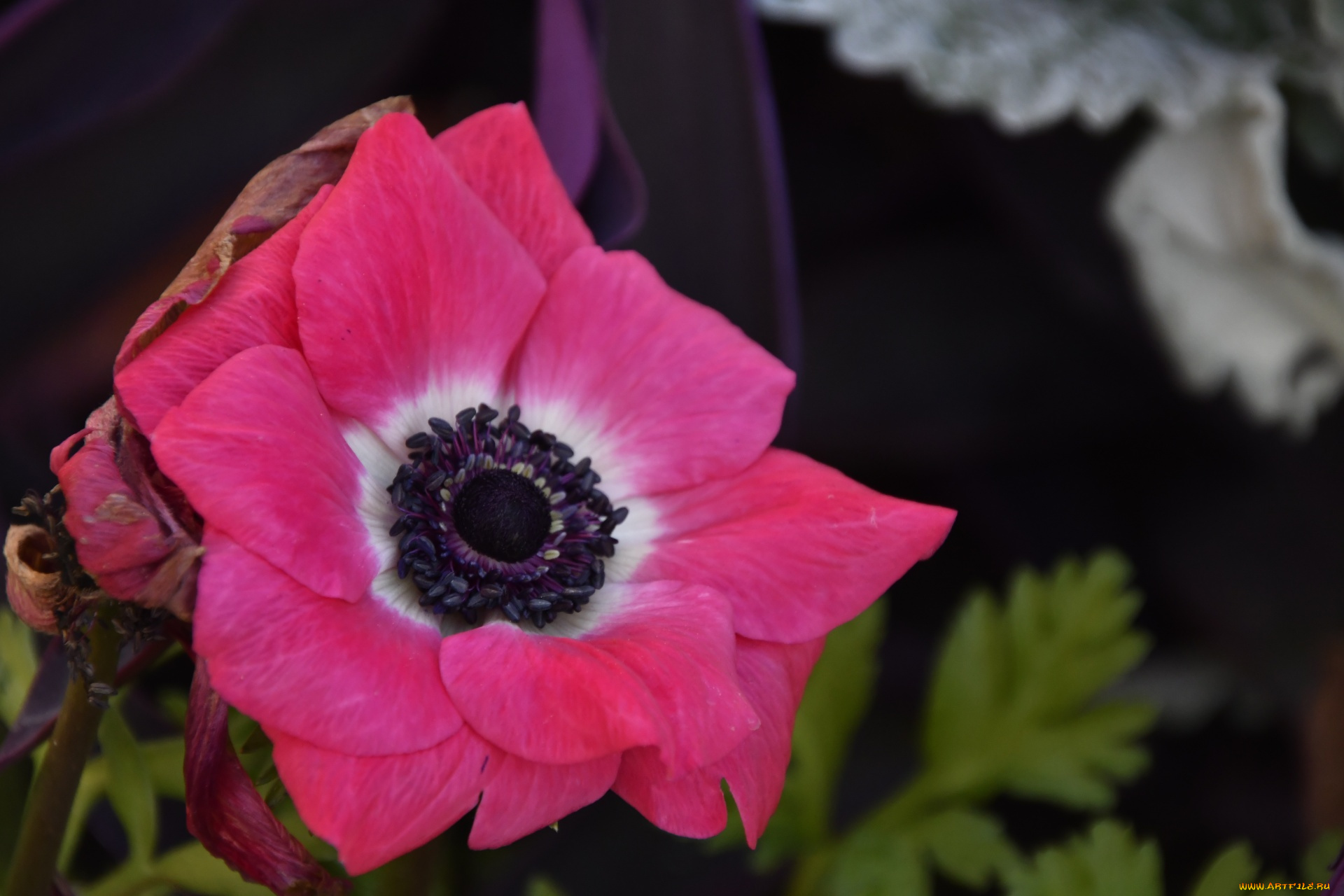 цветы, анемоны, , сон-трава, розовый, анемон, макро