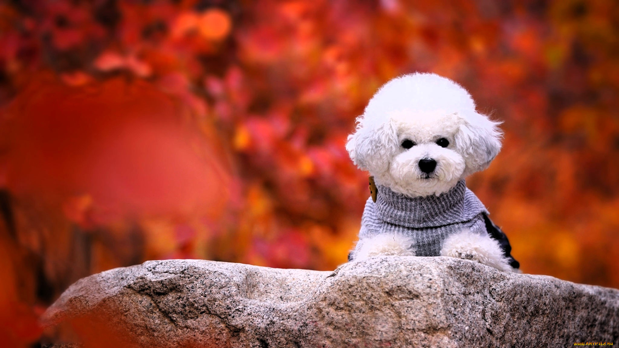 животные, собаки, собака, пудель, белый, осень, камень