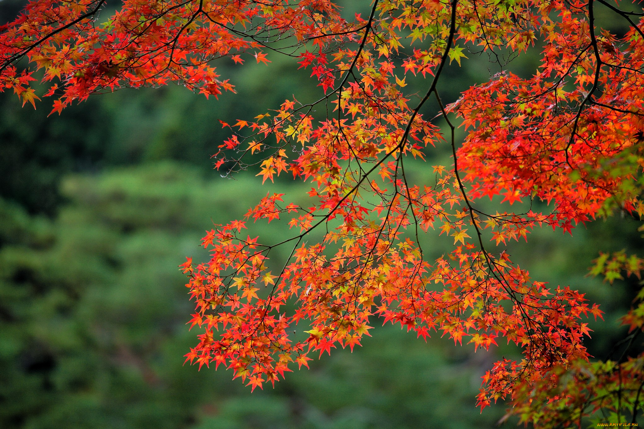 природа, деревья, ветки, клен, осень, листья