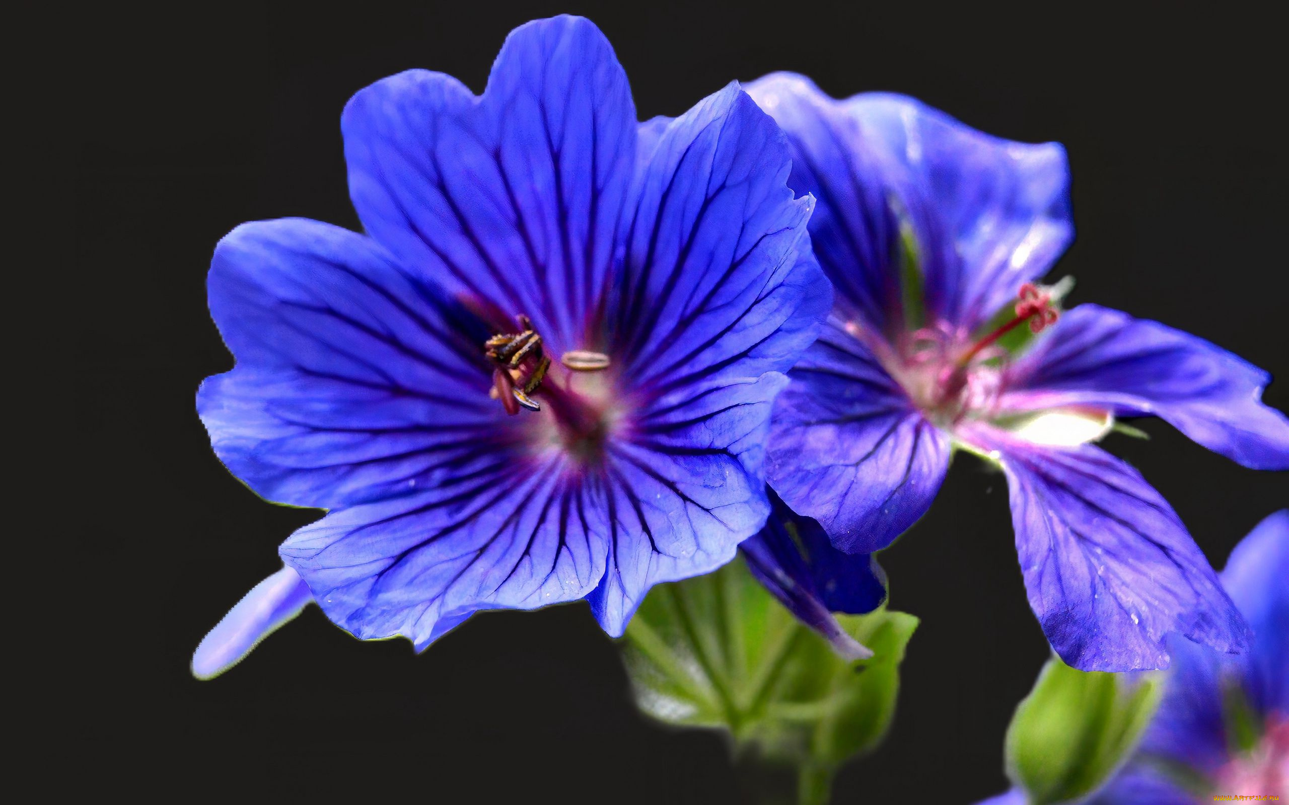 цветы, герань, голубая, макро