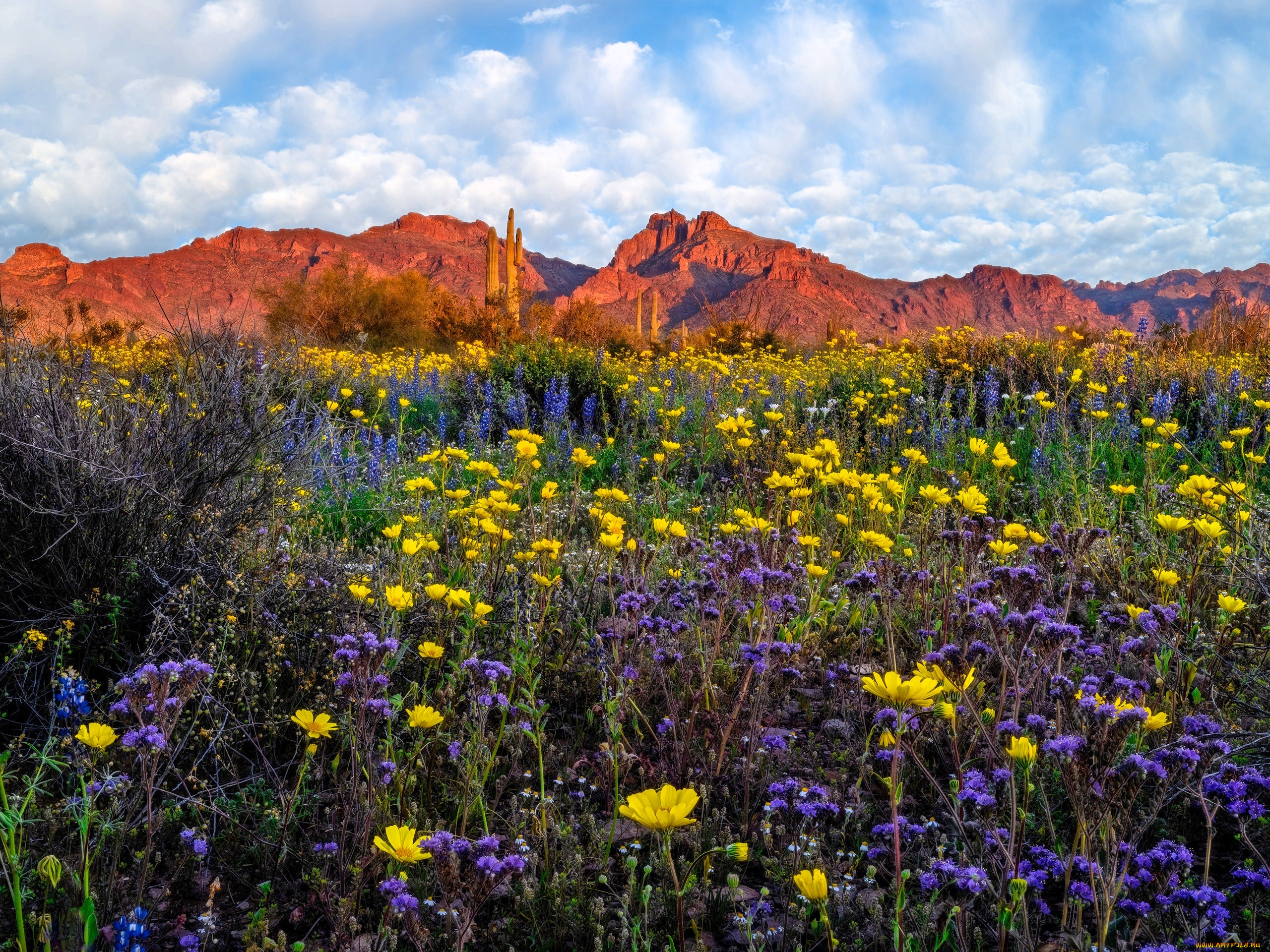 природа, луга, горы, облака, кактусы, луг, цветы