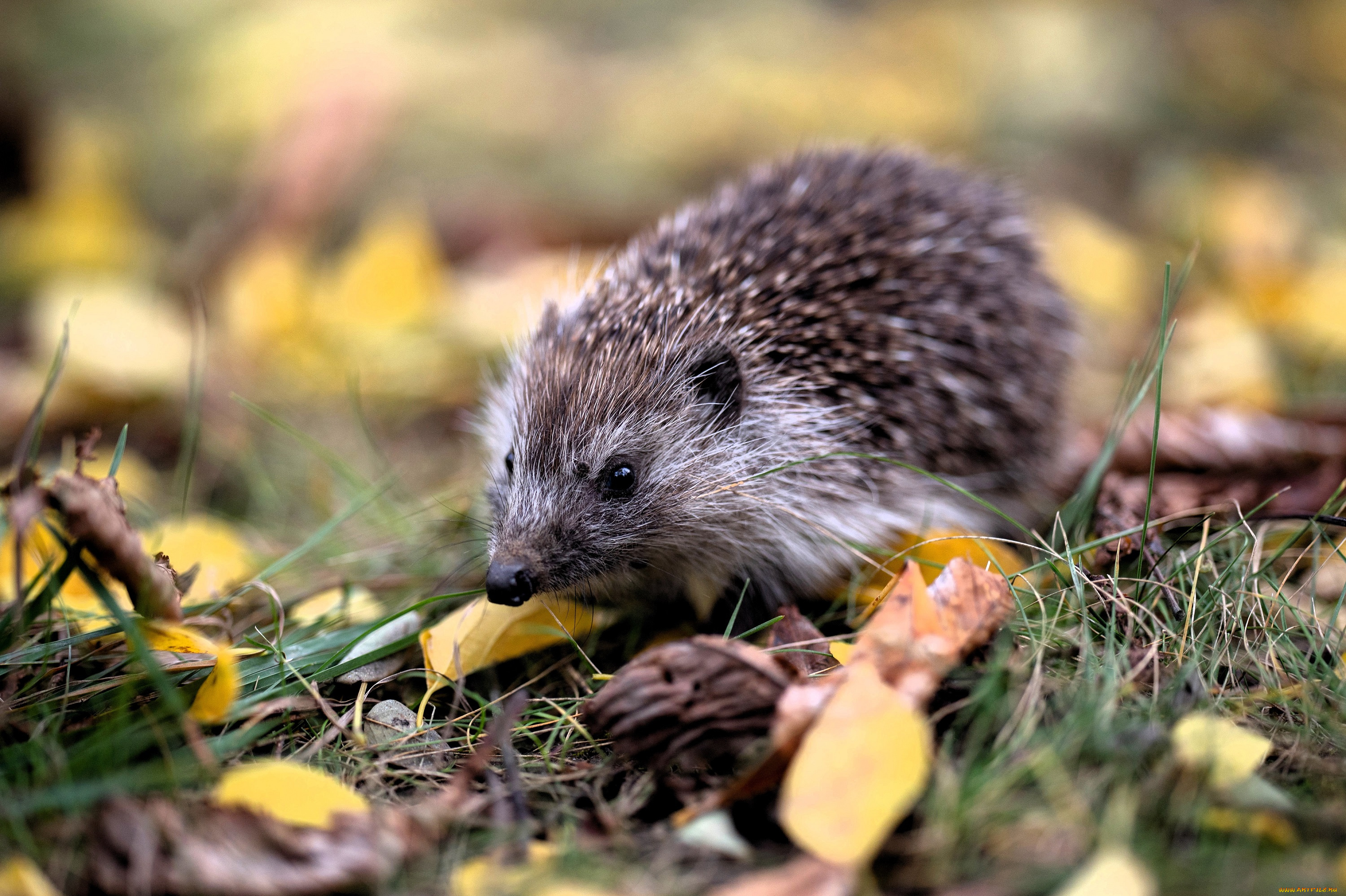 животные, ежи, ёж, листья, трава, осень