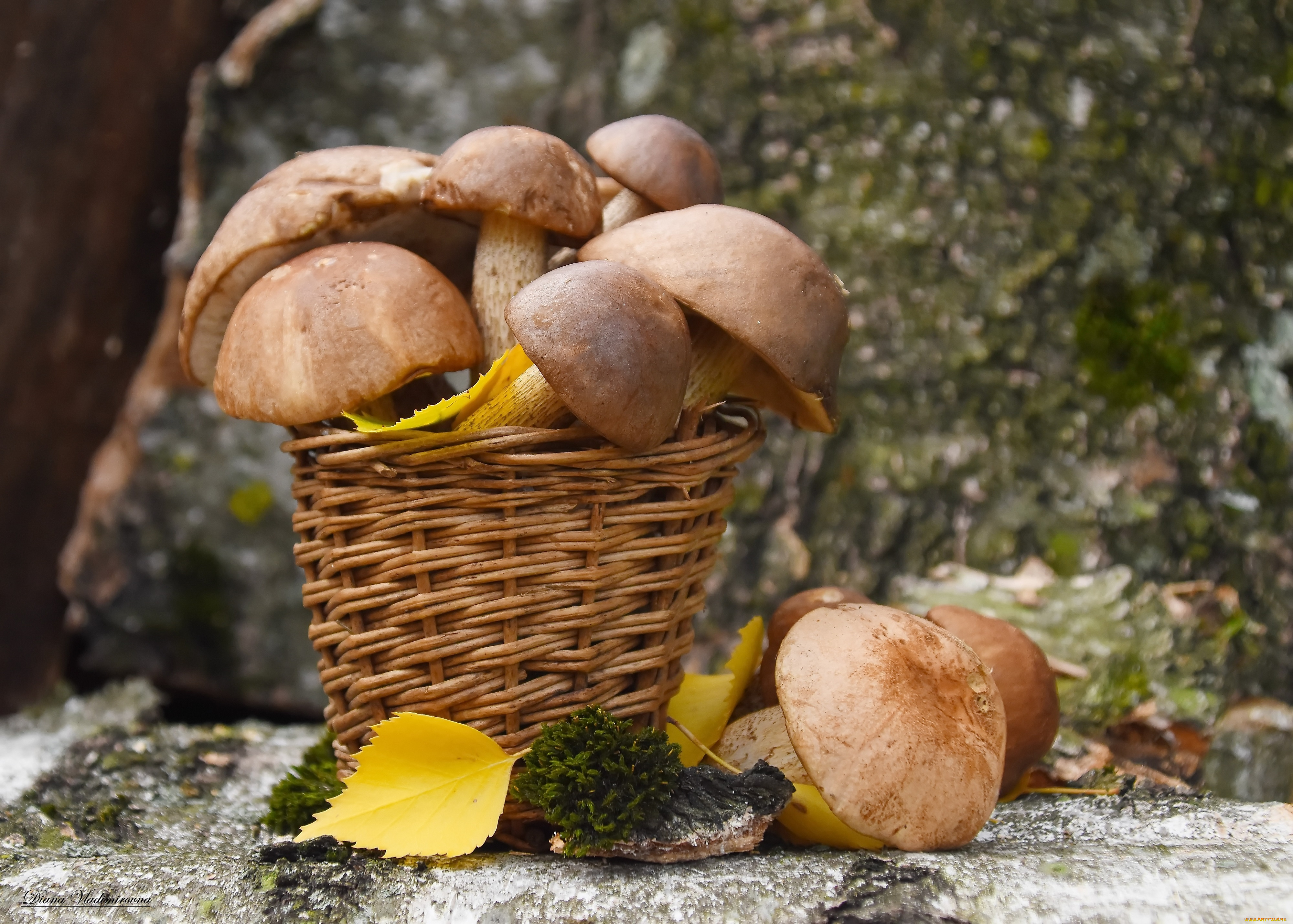 еда, грибы, , грибные, блюда