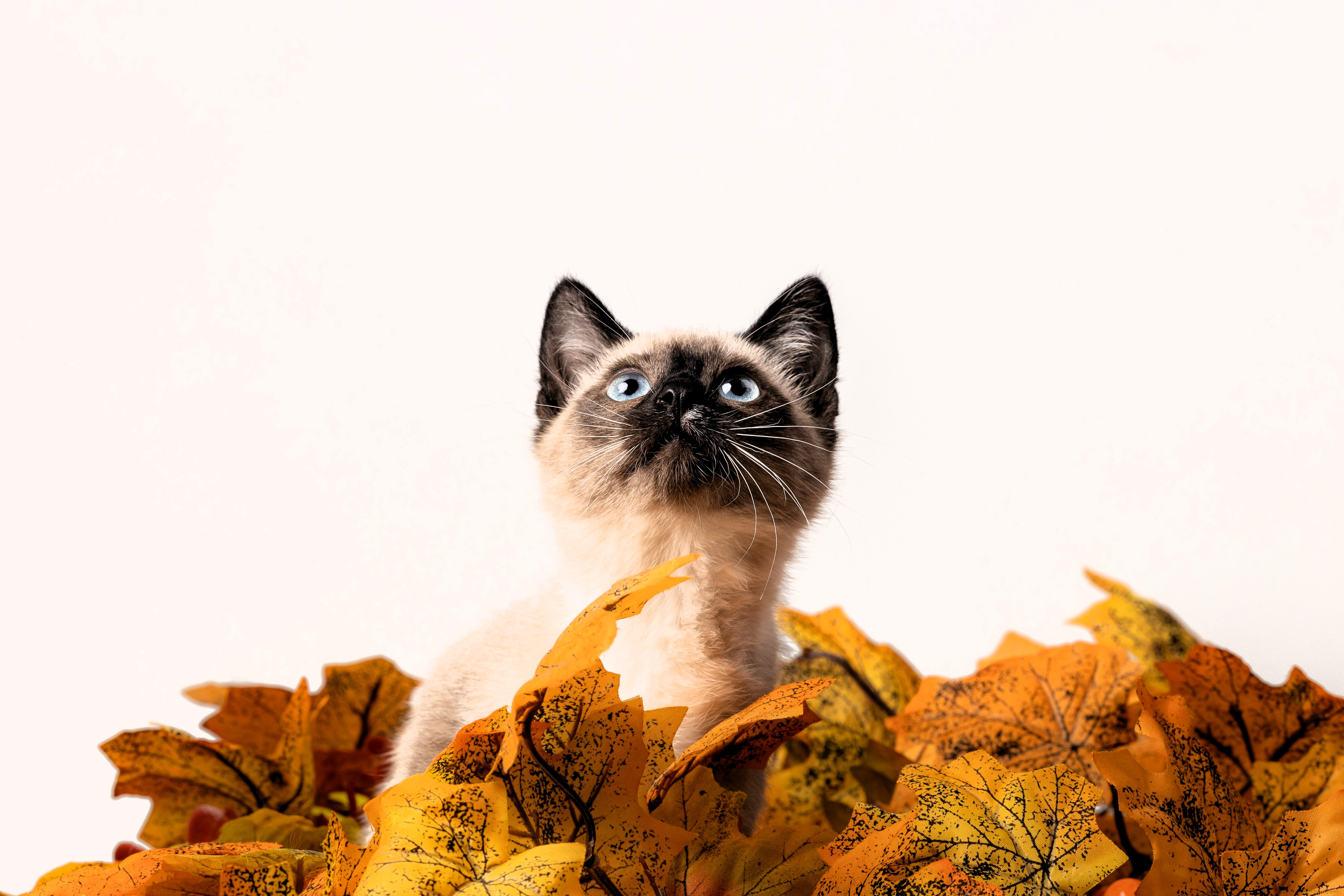 животные, коты, кот, голова, листья, осень