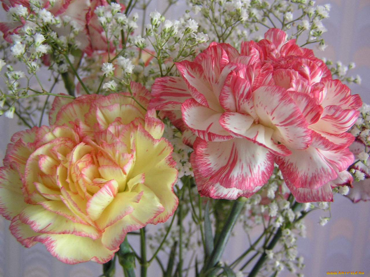 цветы, гвоздики