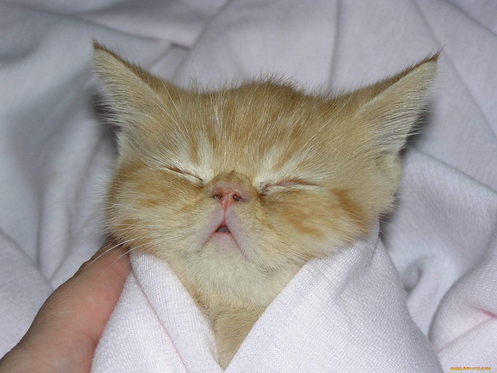 животные, коты