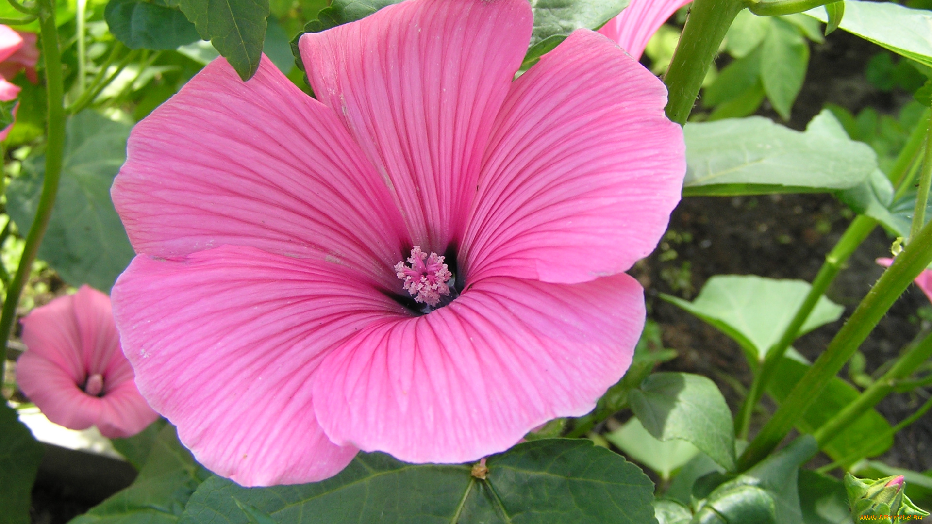 цветы, лаватера