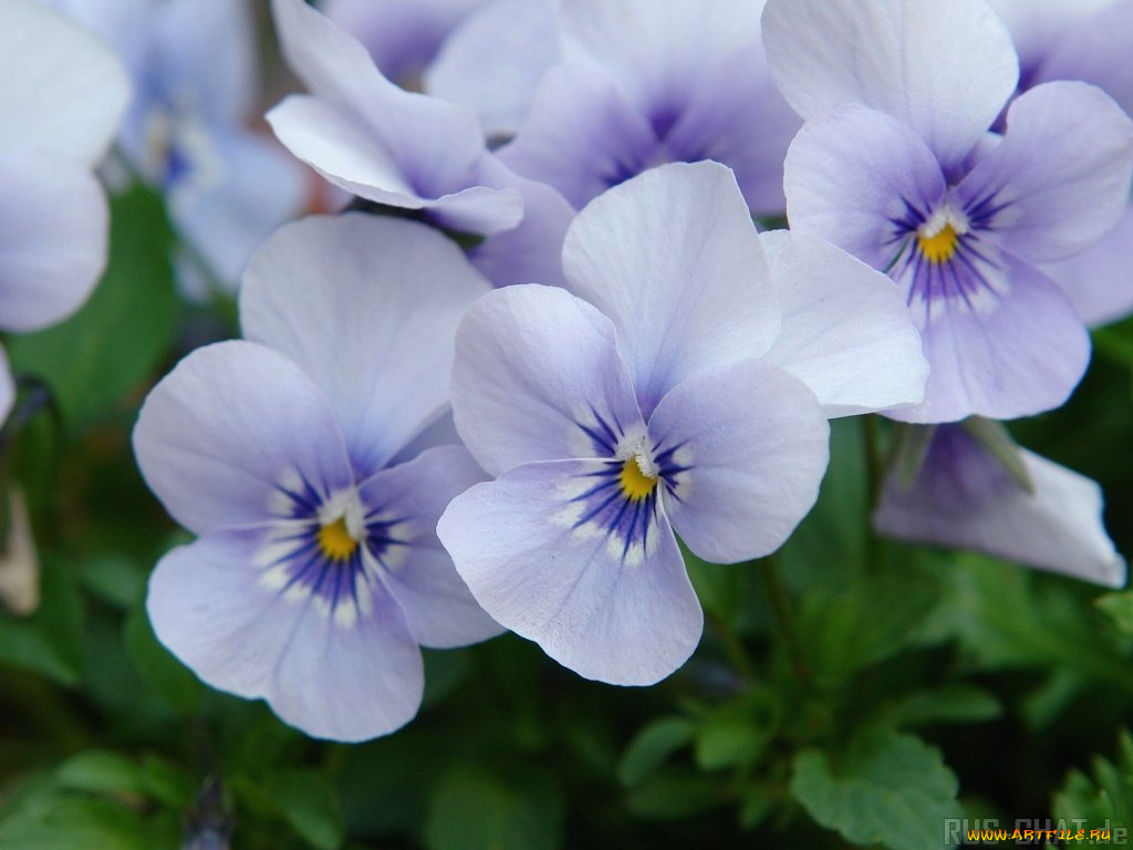 цветы, анютины, глазки, садовые, фиалки