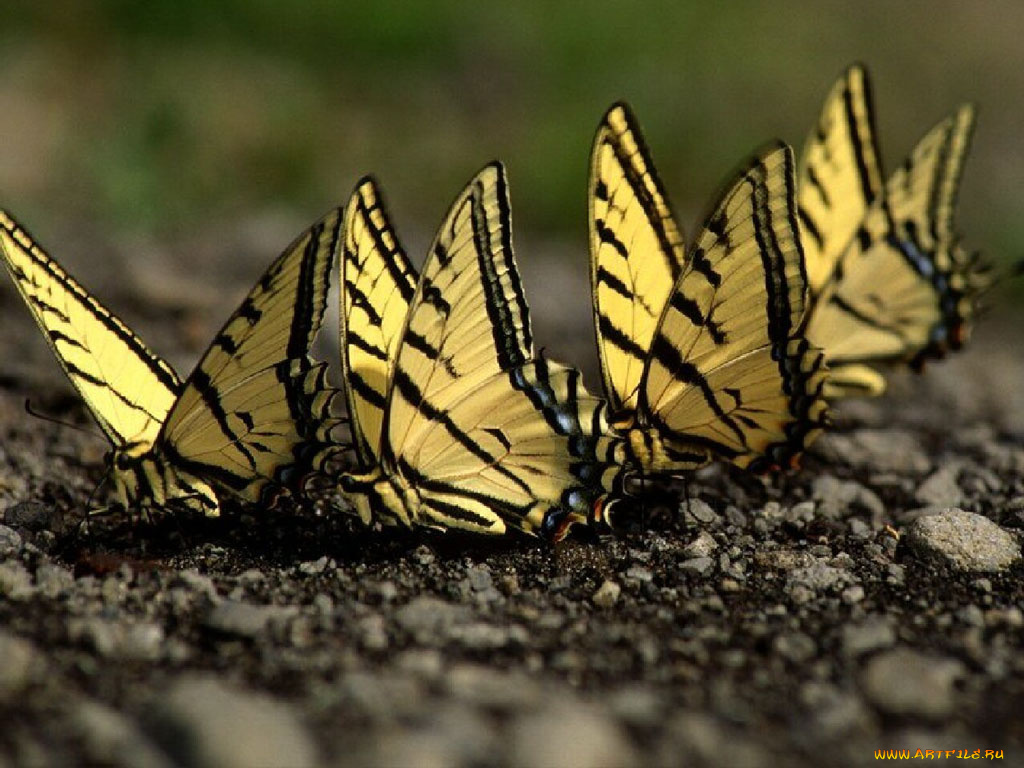 животные, бабочки