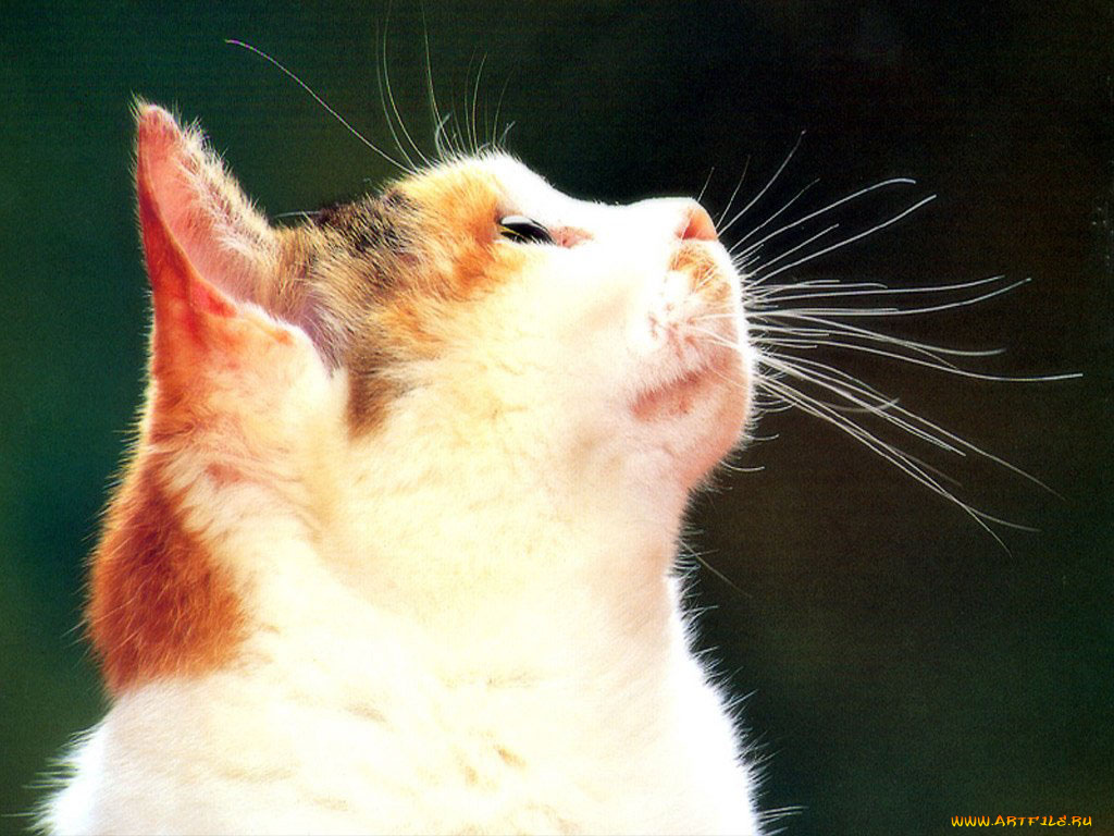 животные, коты