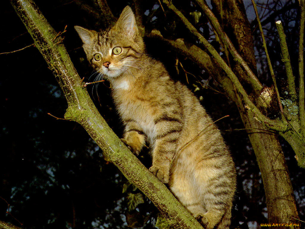 животные, коты