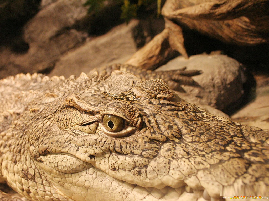 животные, крокодилы