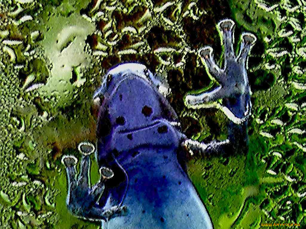 животные, лягушки