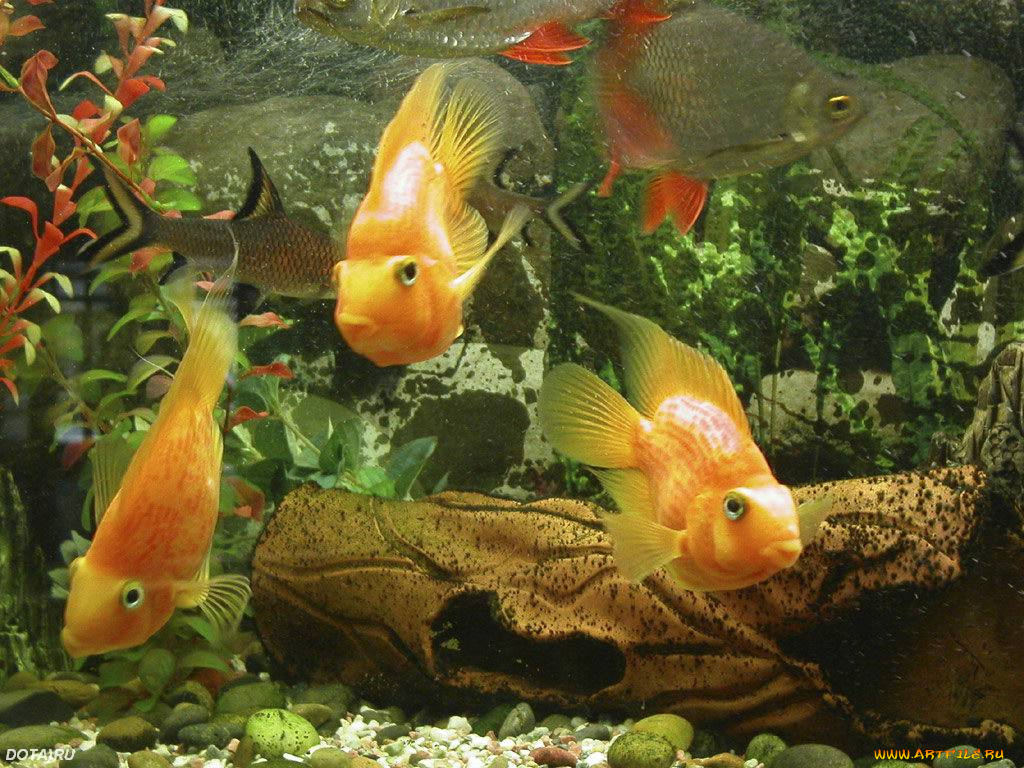 животные, рыбы