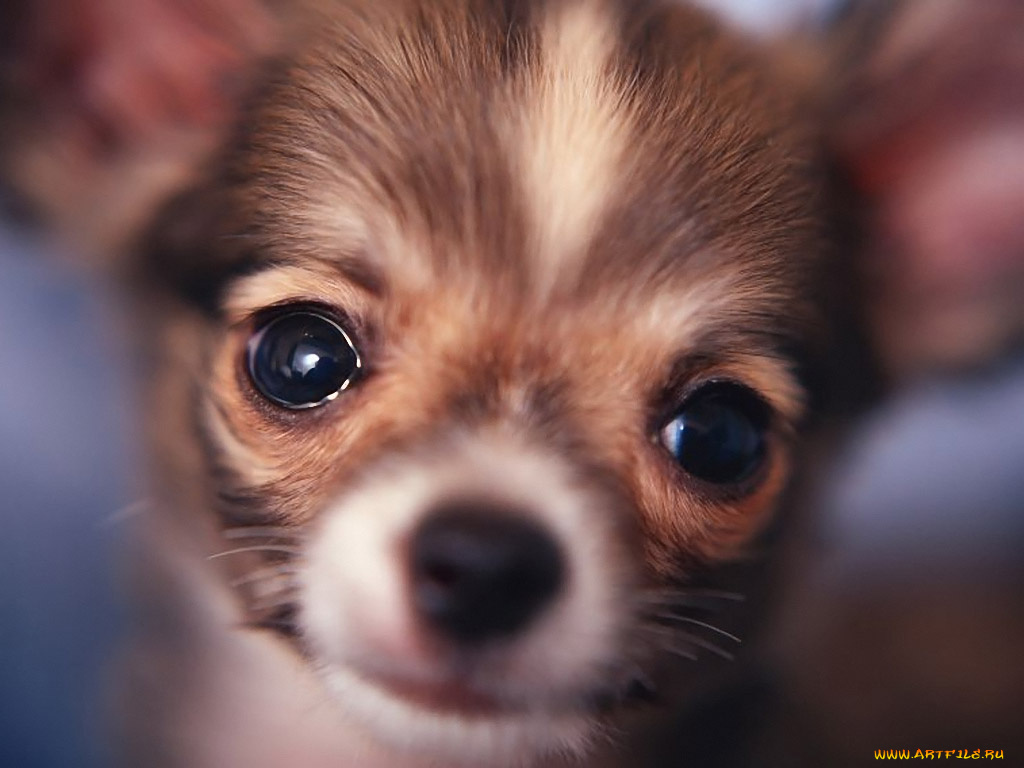 животные, собаки