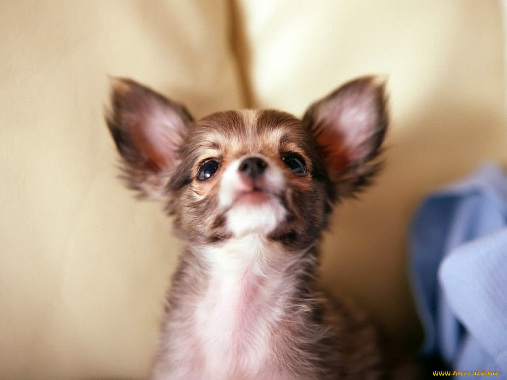 животные, собаки