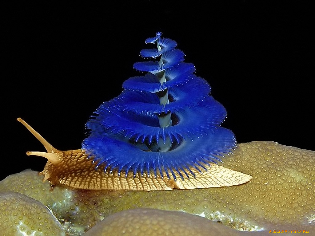 зверюги, фотошопляндии, 12, юмор, приколы