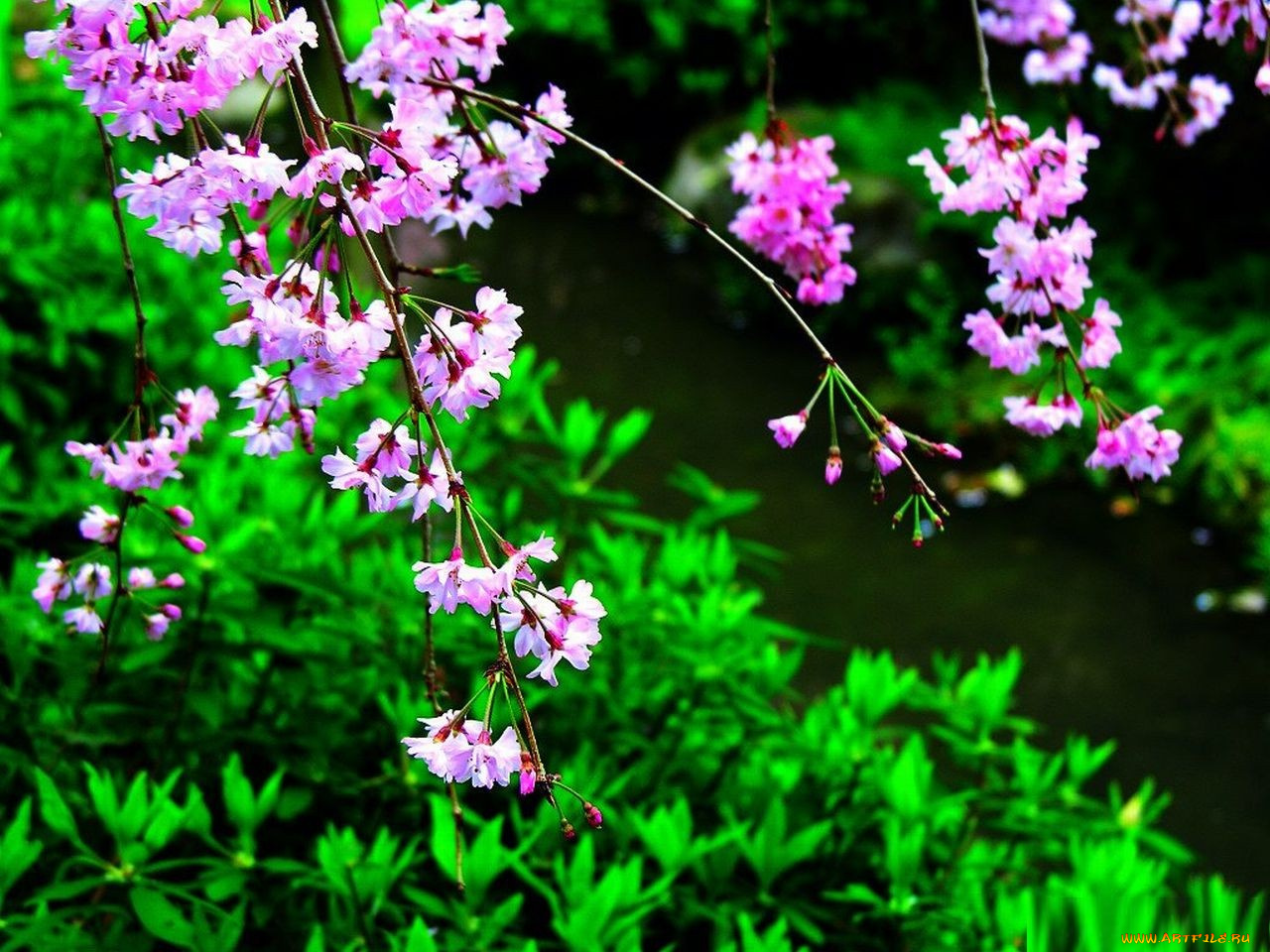 цветы, сакура, вишня