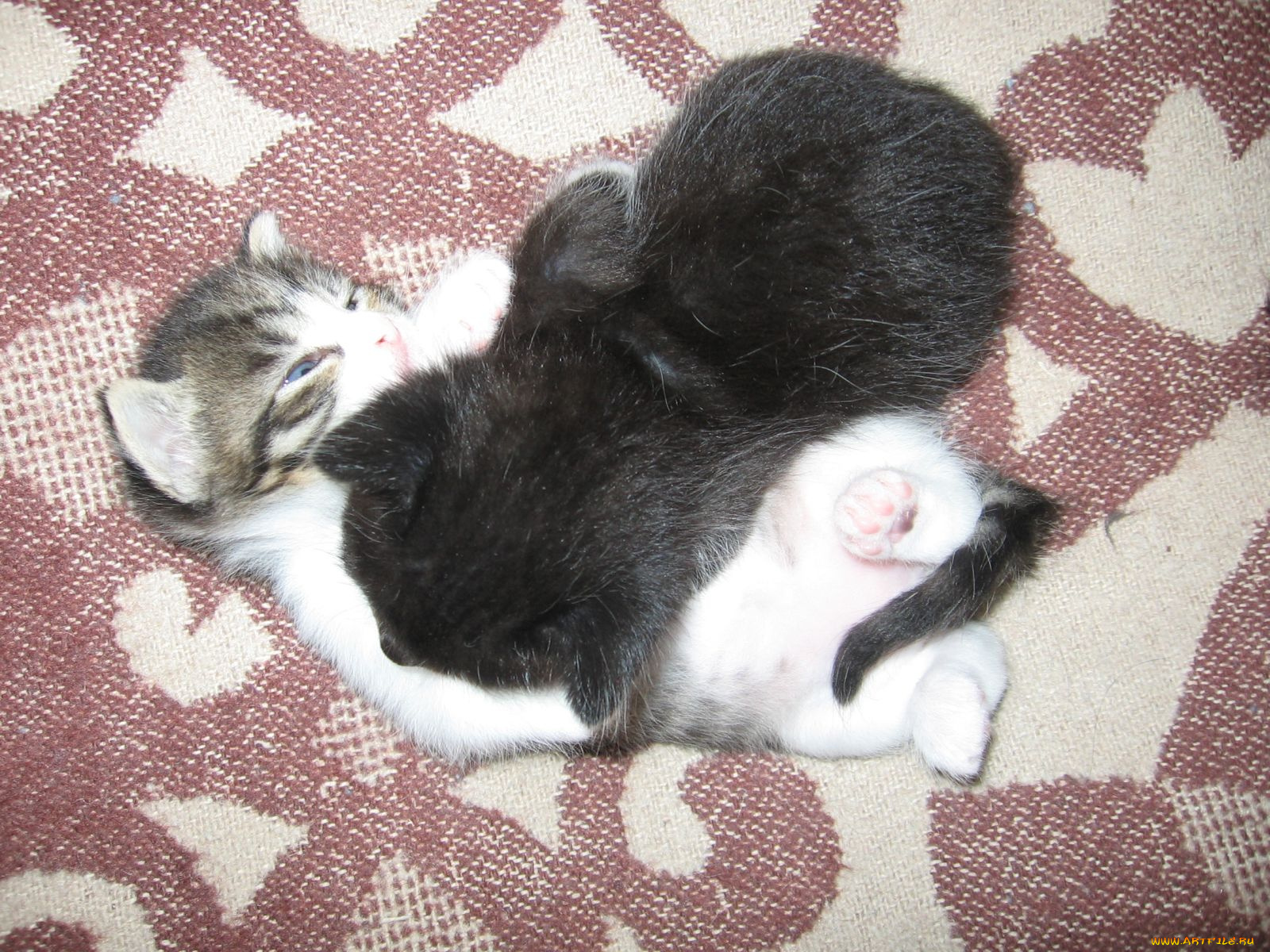 животные, коты