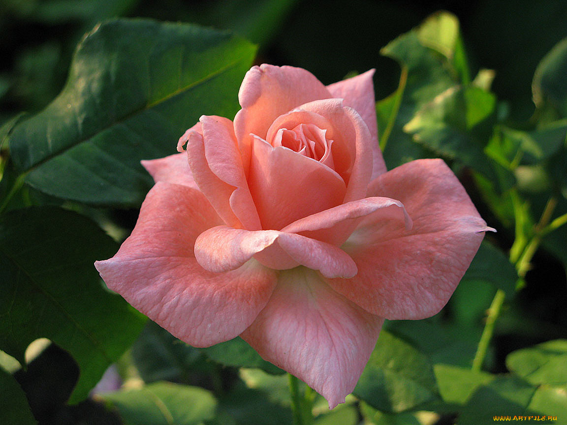 цветы, розы