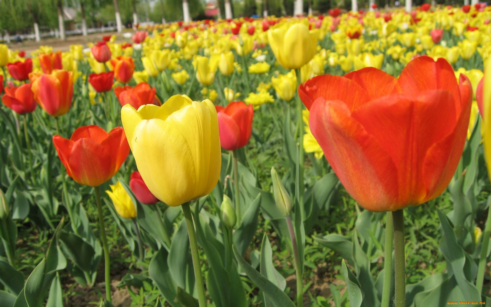 цветы, тюльпаны