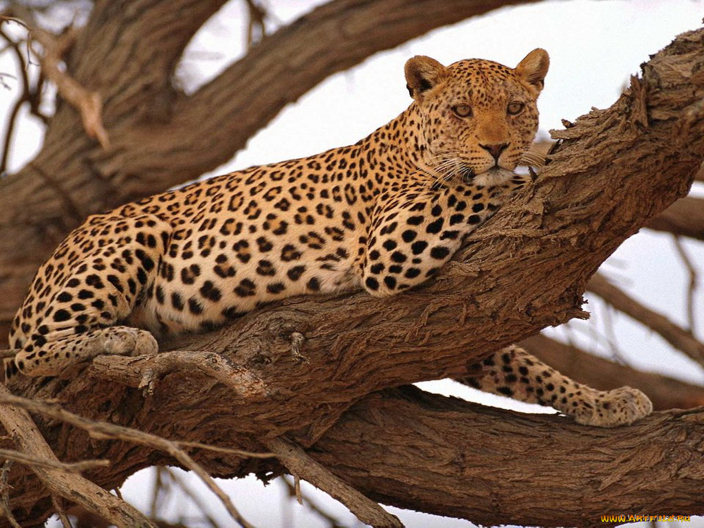 животные, леопарды