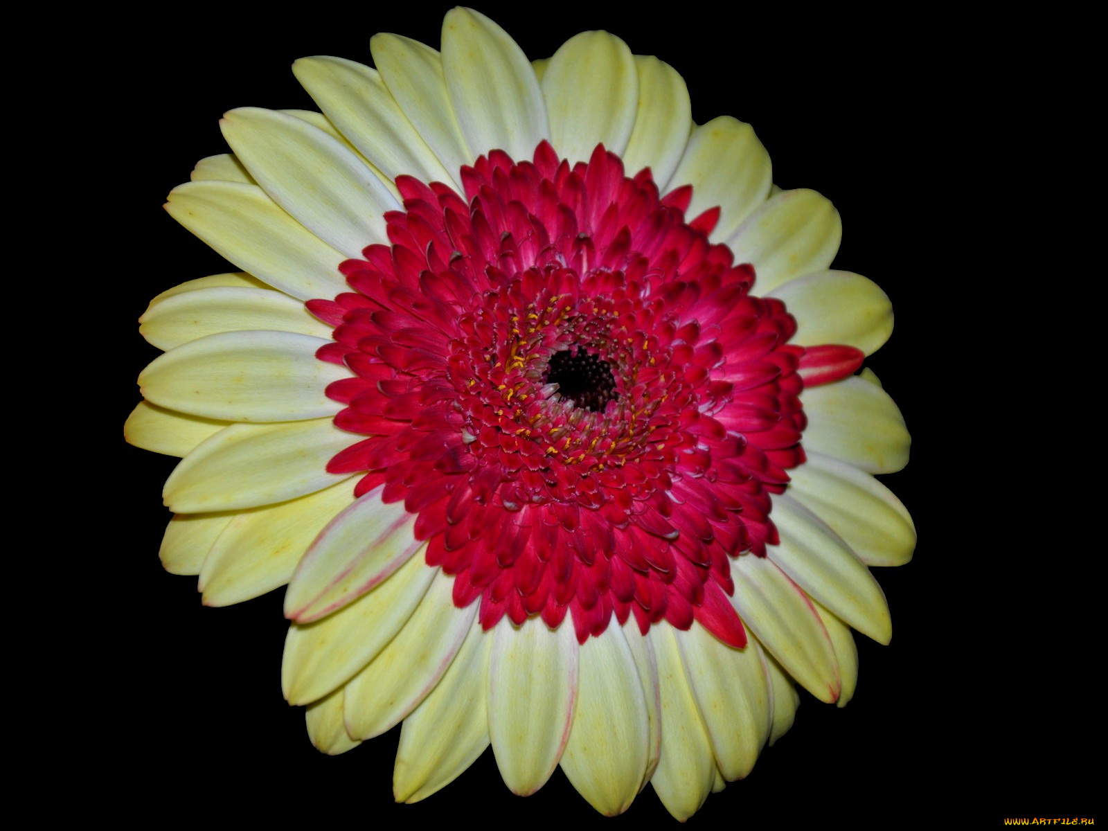 цветы, герберы