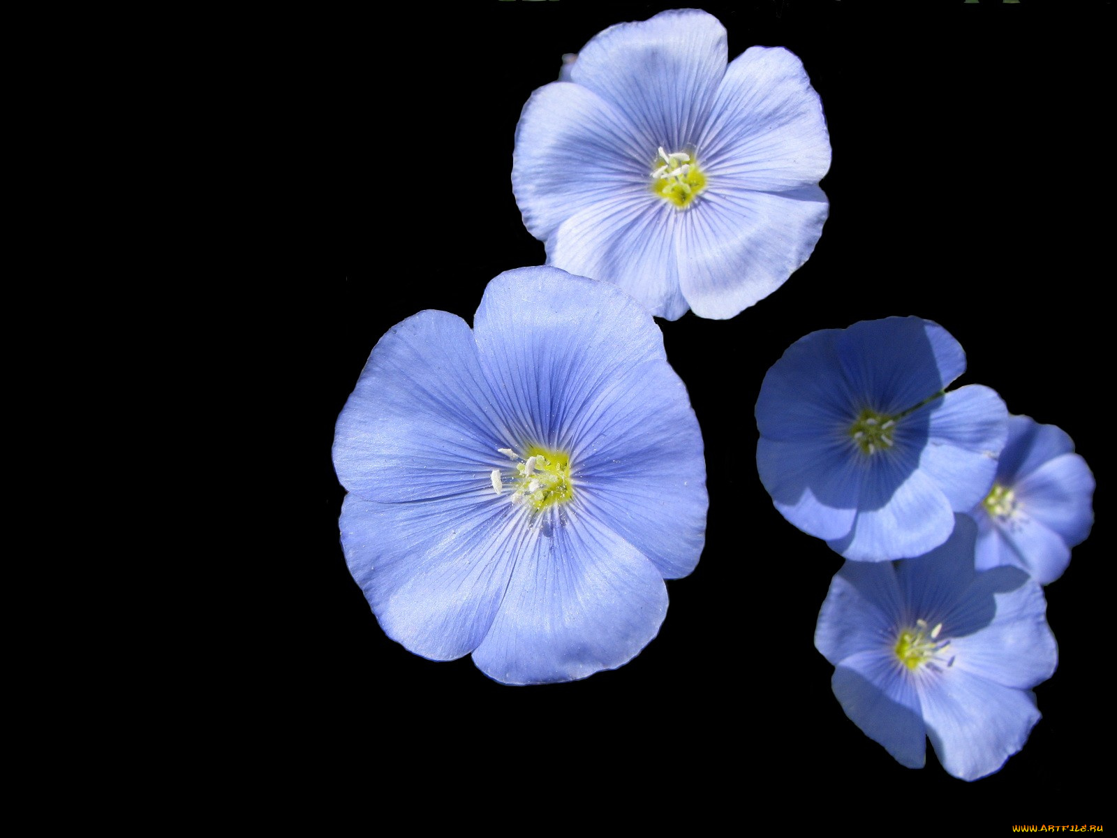 цветы, луговые, полевые