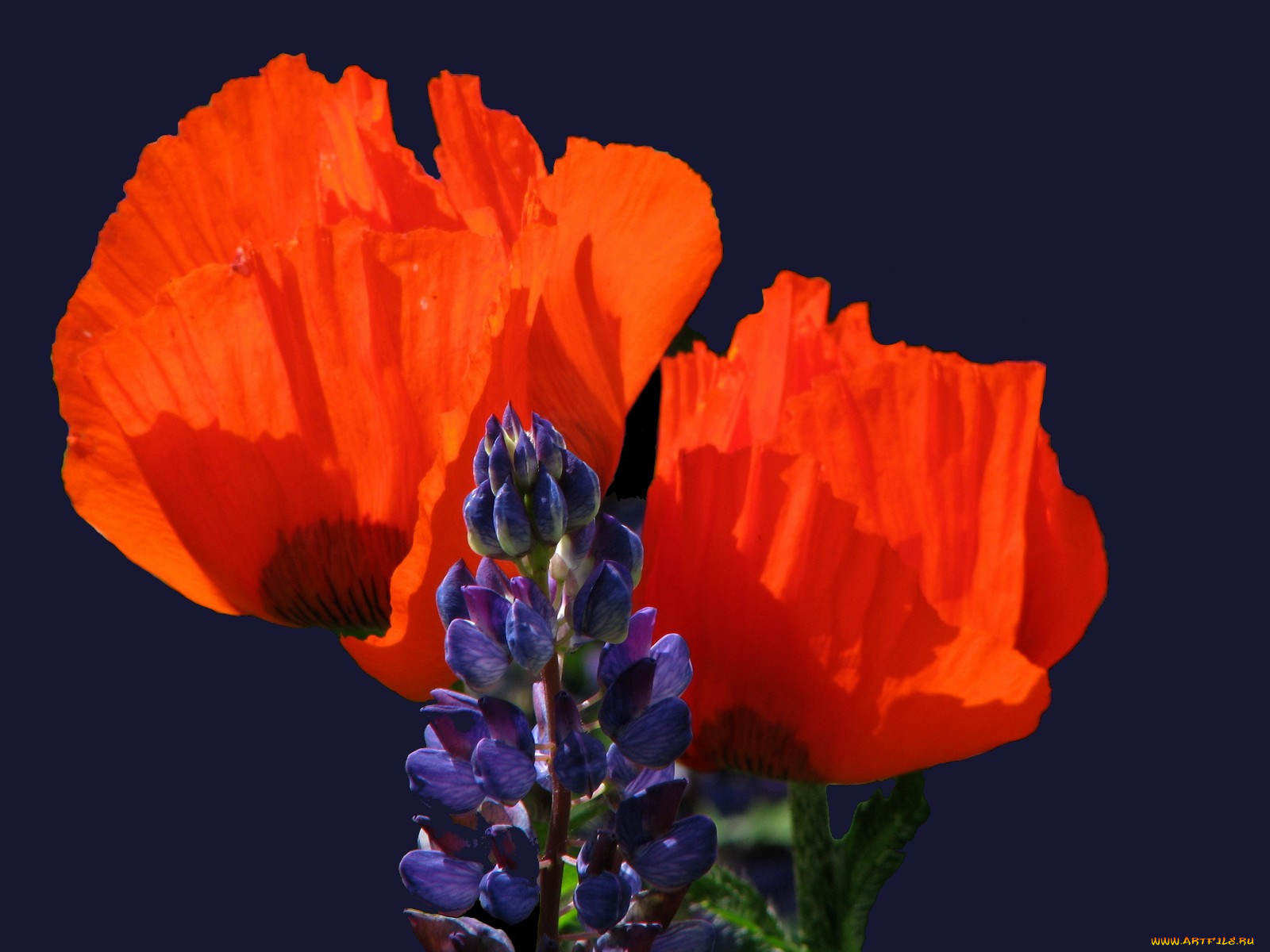 цветы, разные, вместе