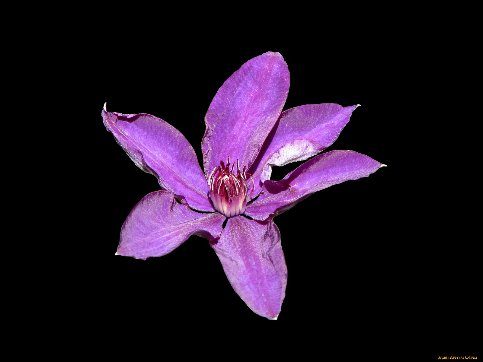 клематис, цветы, ломонос