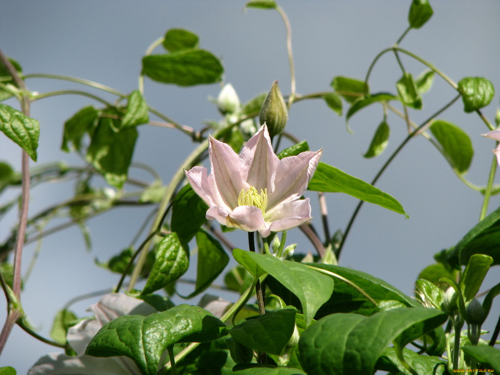 клематис, цветы, ломонос