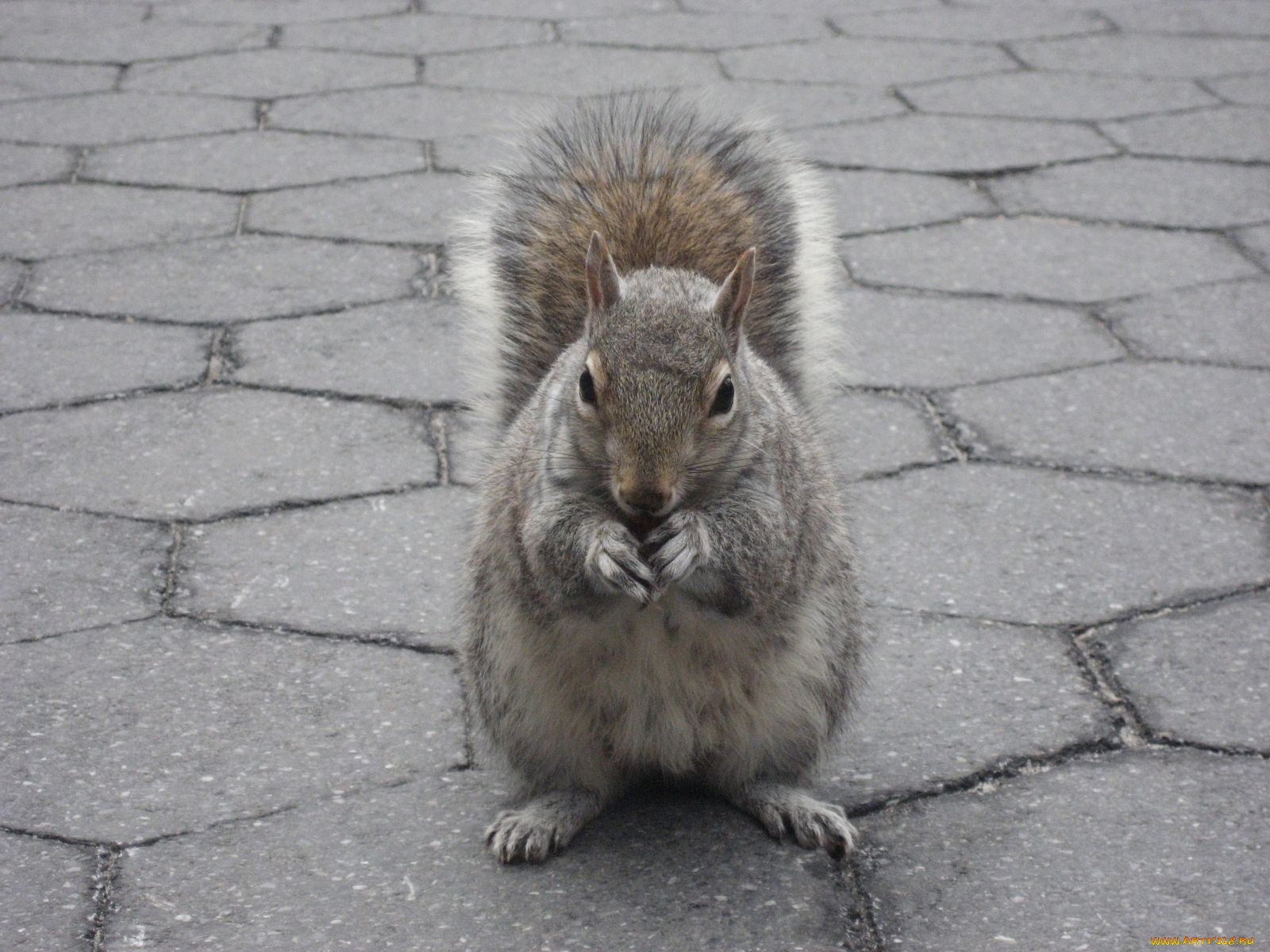 животные, белки