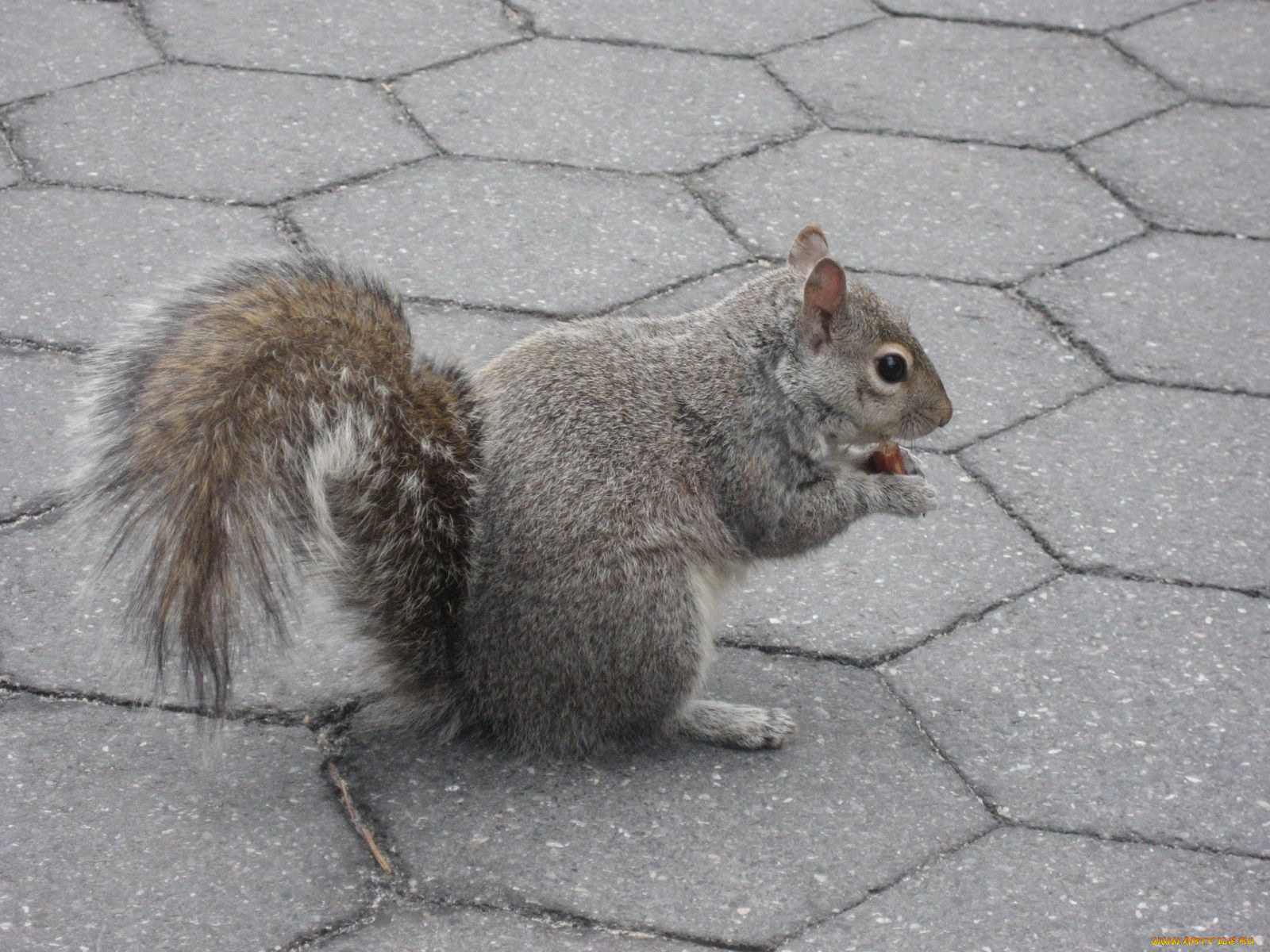 животные, белки