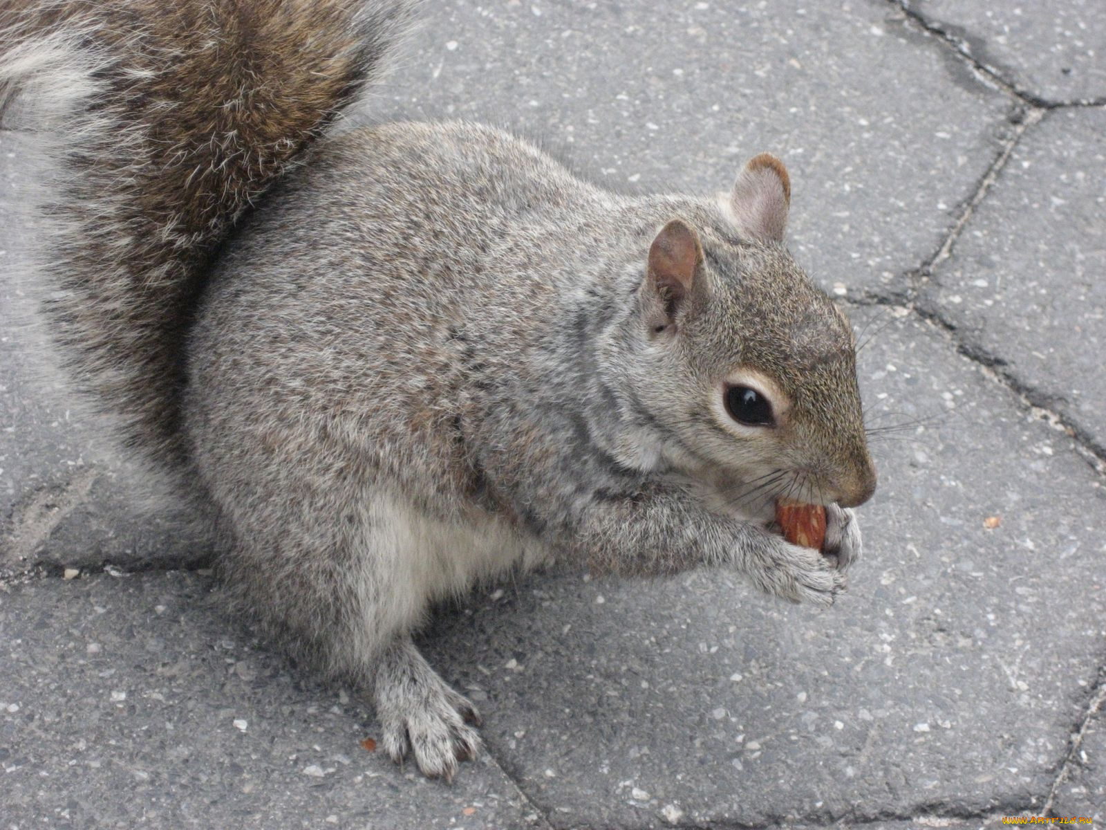 животные, белки