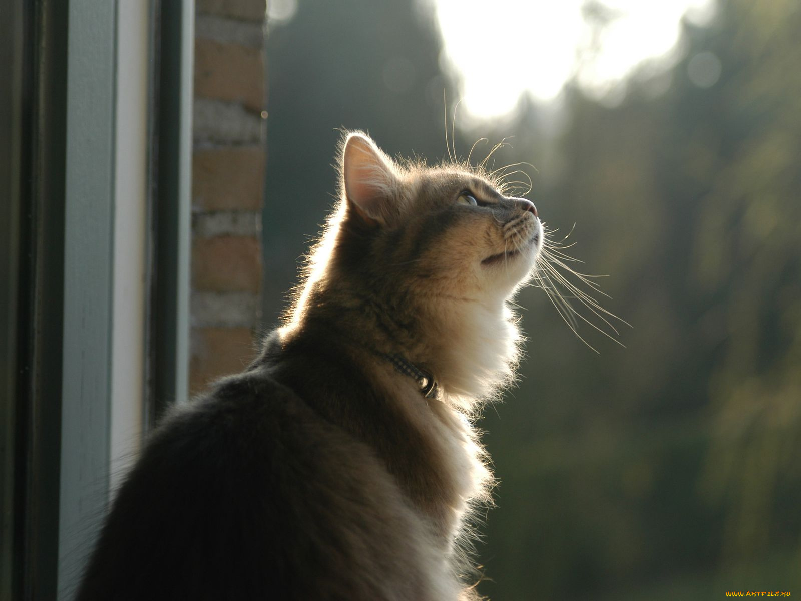 животные, коты