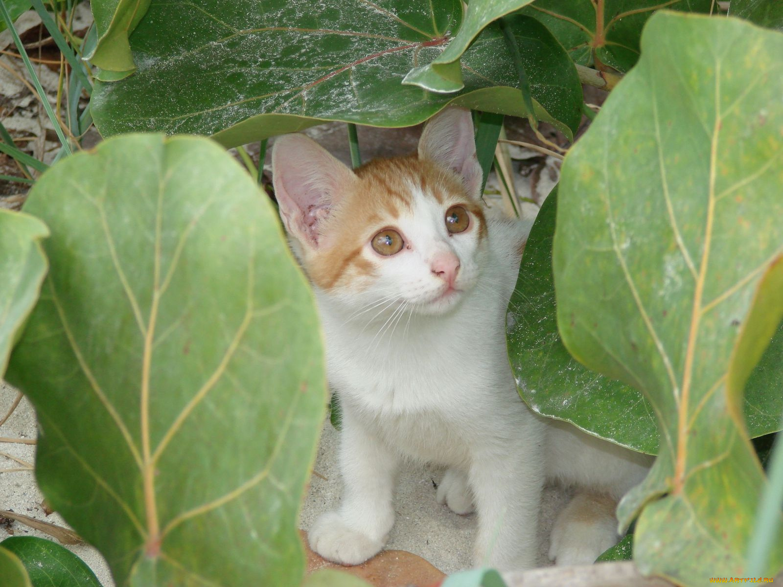 животные, коты