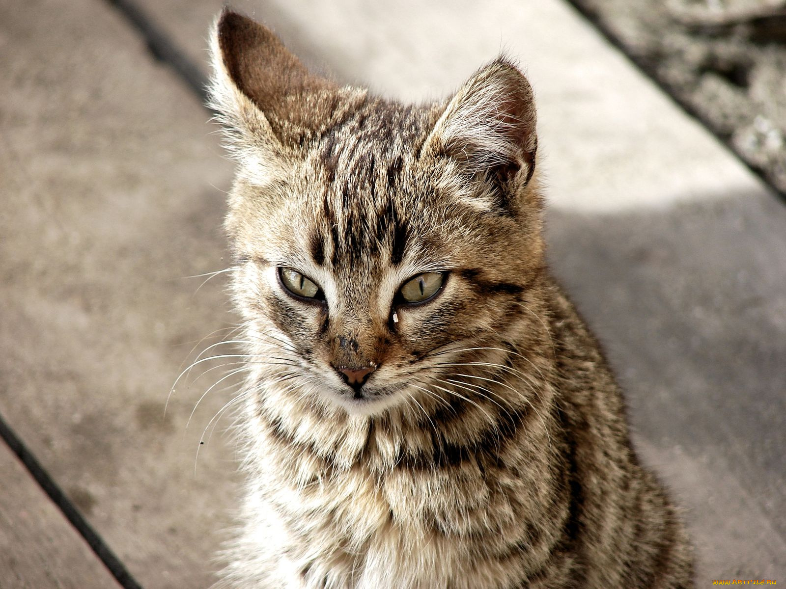 животные, коты