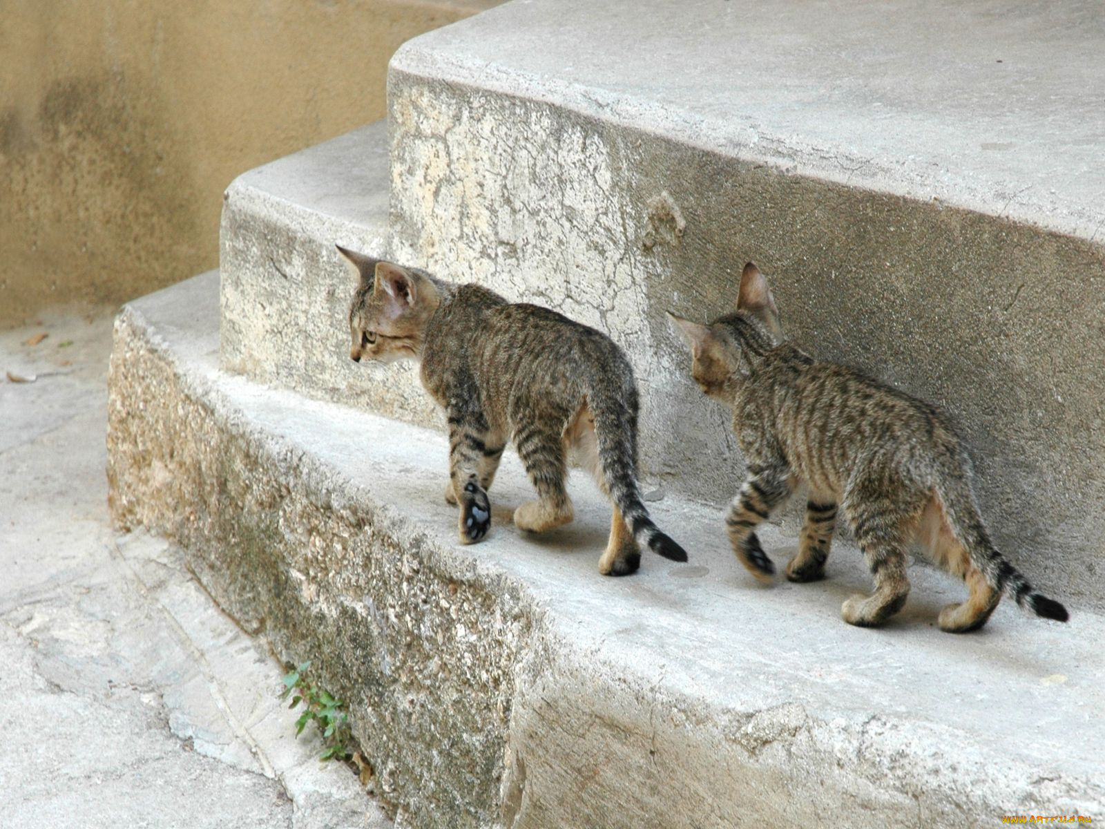 животные, коты