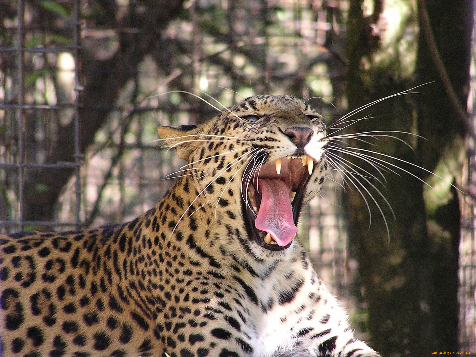 животные, леопарды