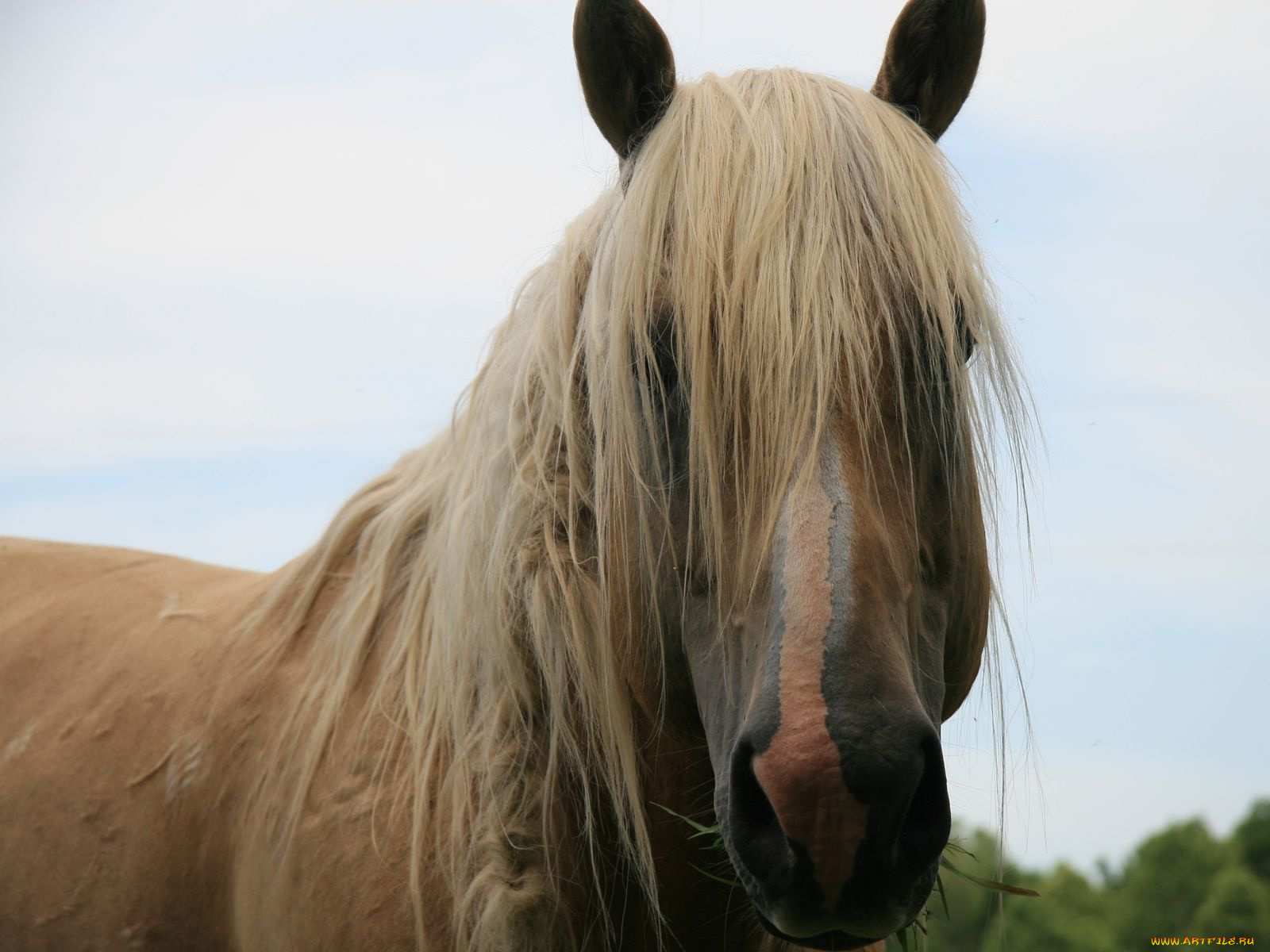 животные, лошади