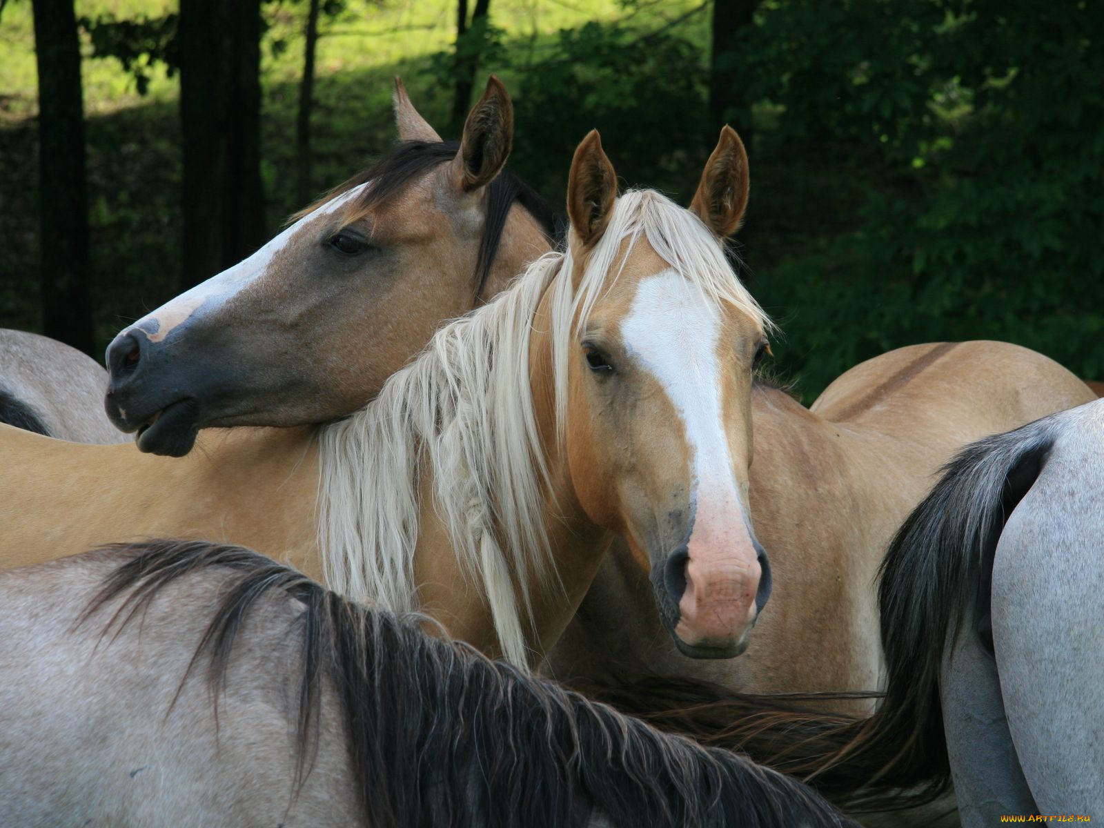 животные, лошади