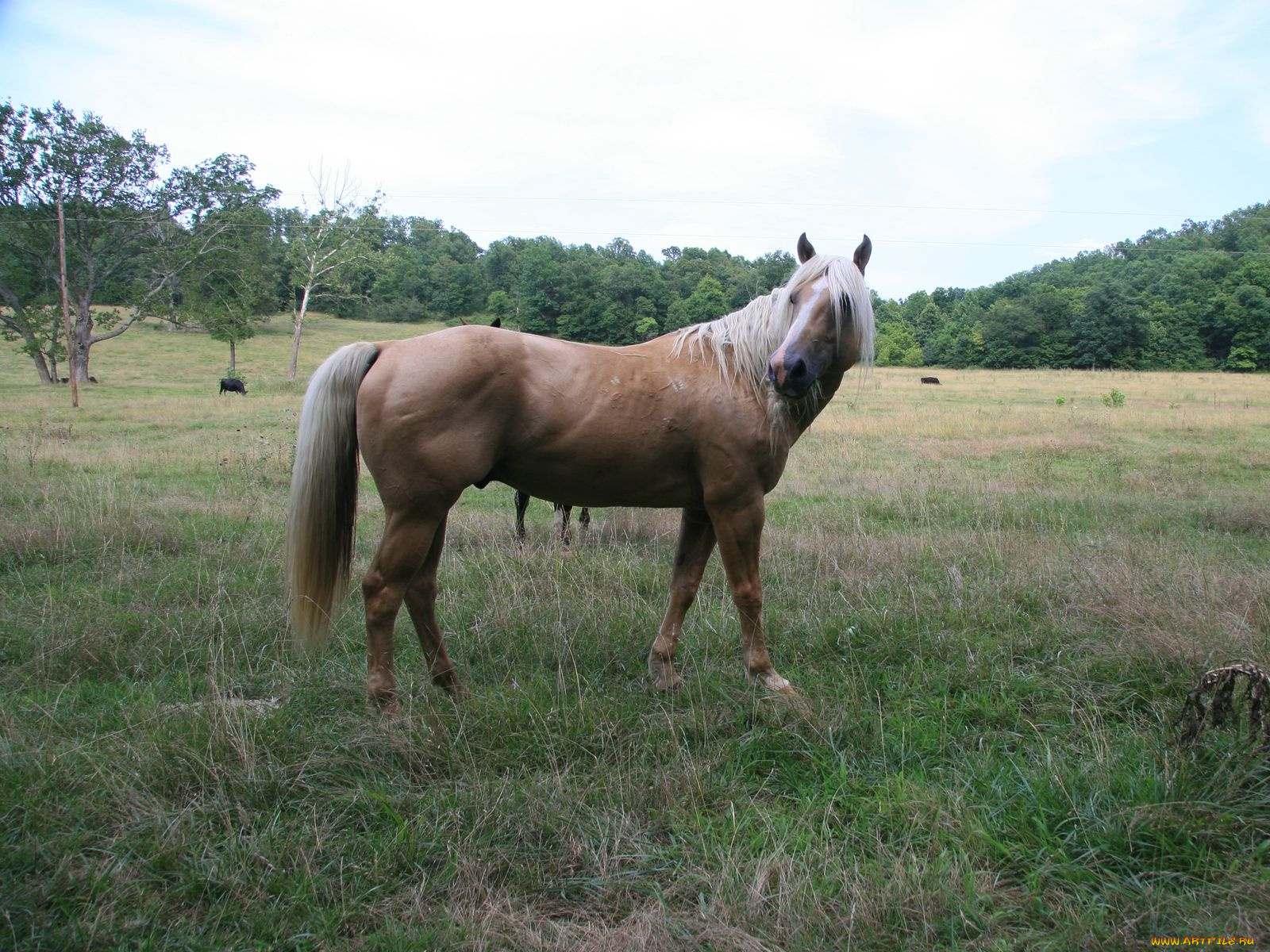 животные, лошади