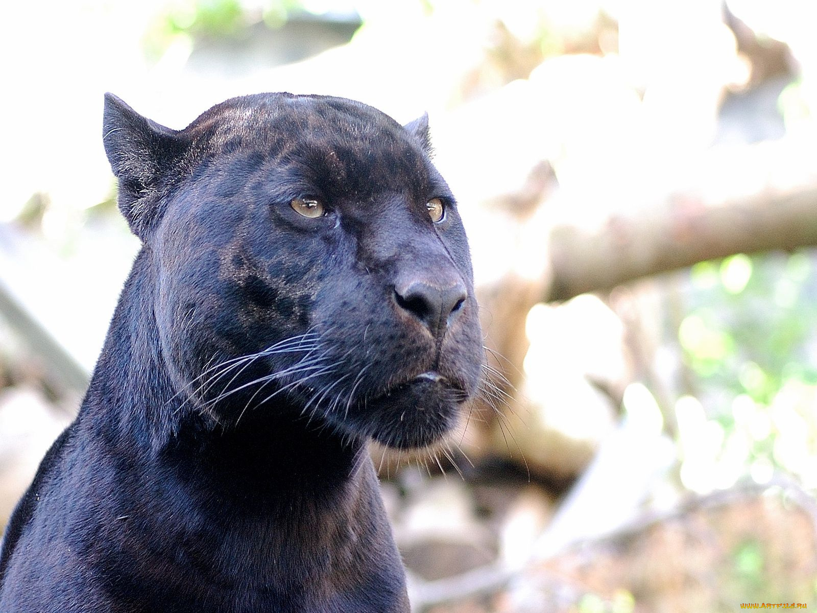 животные, пантеры