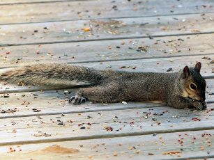 Картинка животные белки