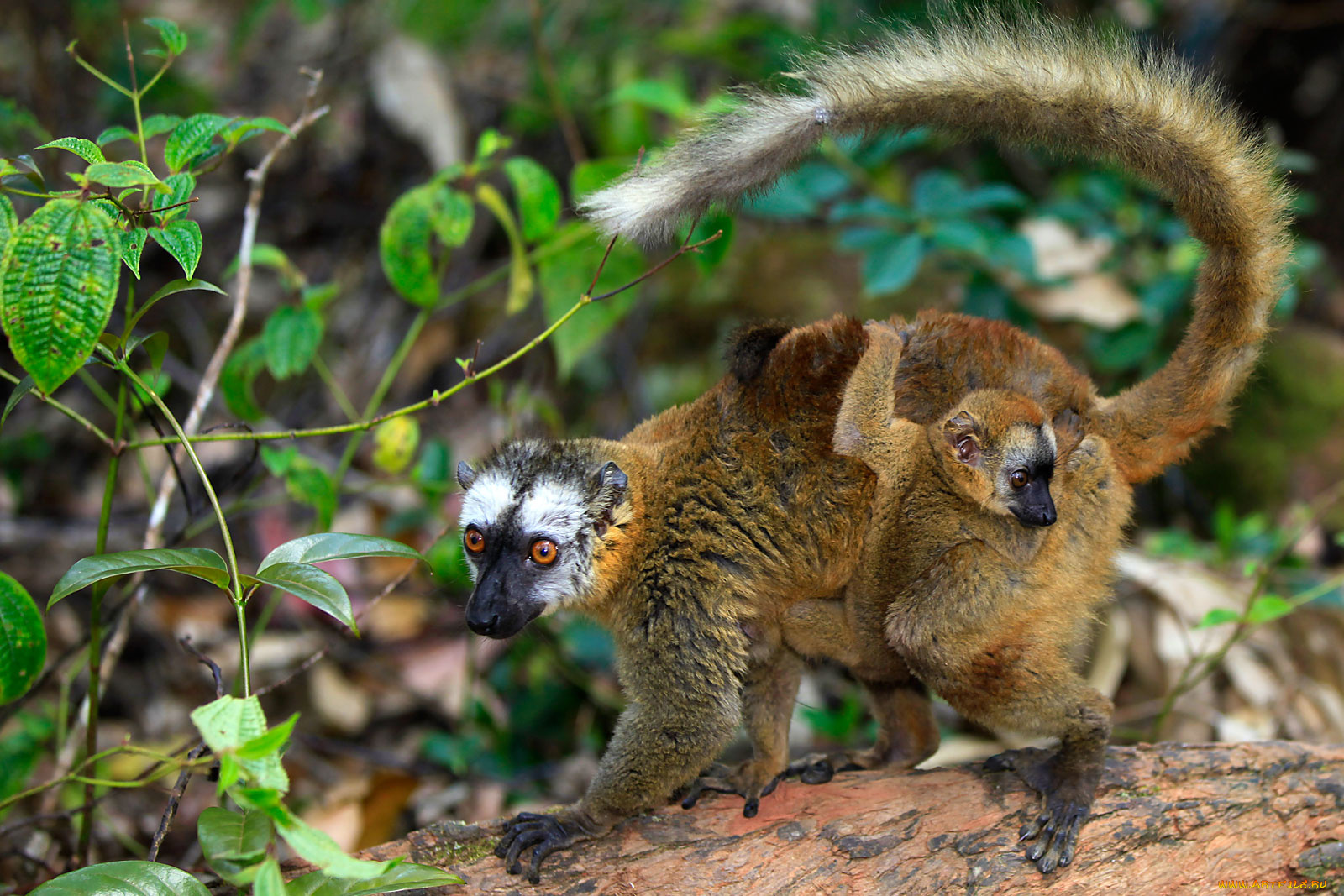 животные, лемуры, хвост