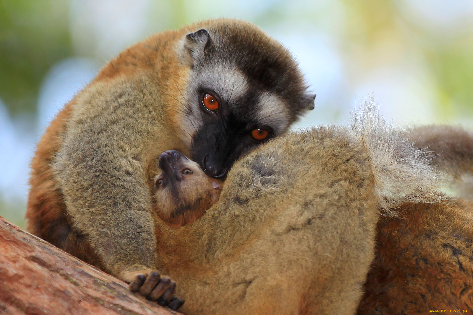 животные, лемуры, самка, детеныш