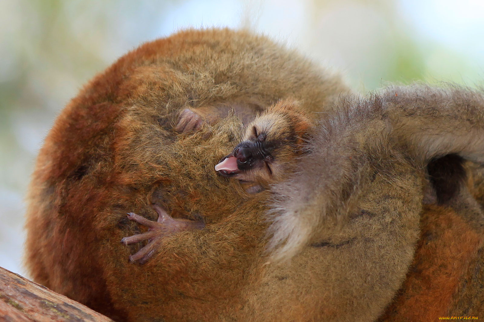 животные, лемуры, язычок