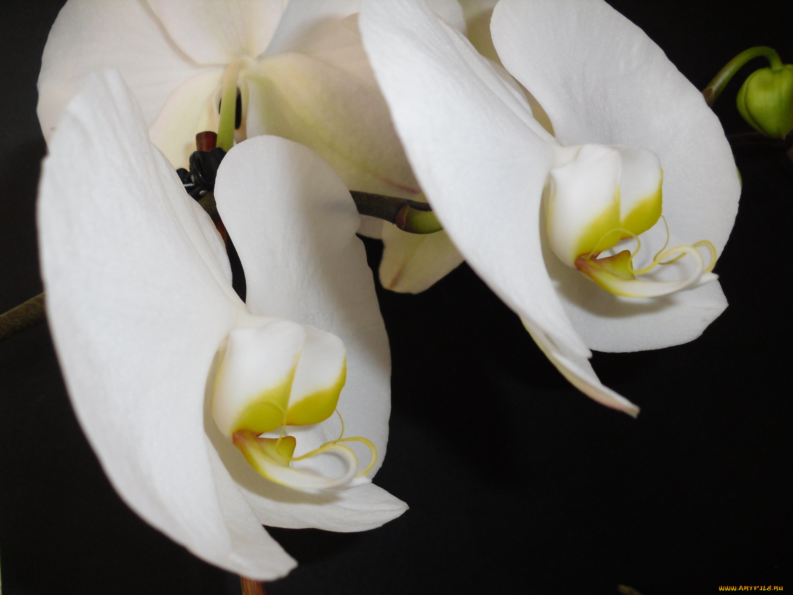 цветы, орхидеи, белые